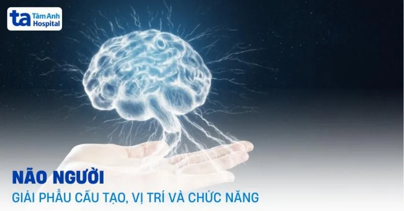 Cấu tạo bát bèo ô tô chi tiết, các thành phần chính, hình ảnh minh họa